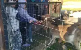 Wycieczka na "Farmę Mazurską" w Szarejkach 9
