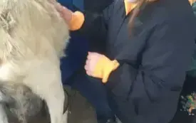 Wycieczka na "Farmę Mazurską" w Szarejkach 33