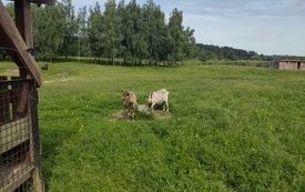 1 a na Farmie Mazurskiej 11